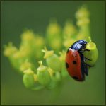 Yvette Maréchal - Coccinelle 12C